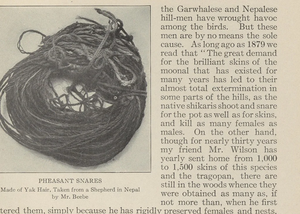 An illustration from Our vanishing wild life; its extermination and preservation, 1913, leaf 217
