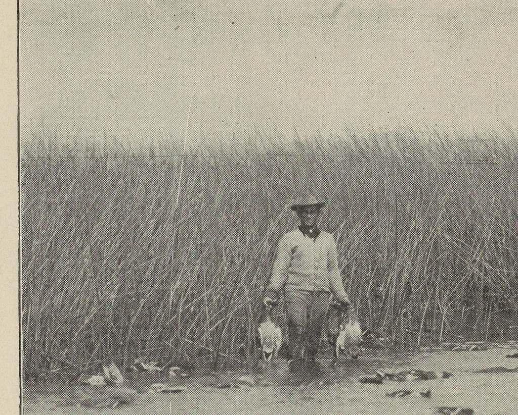 An illustration from Our vanishing wild life; its extermination and preservation, 1913, leaf 84