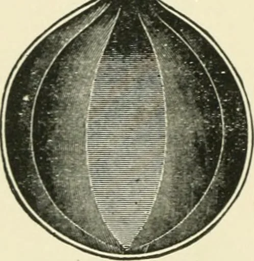 An illustration from An outline of the life and works of Col. Paul Revere; with a partial catalogue of silverware bearing his name, 1901, leaf 69