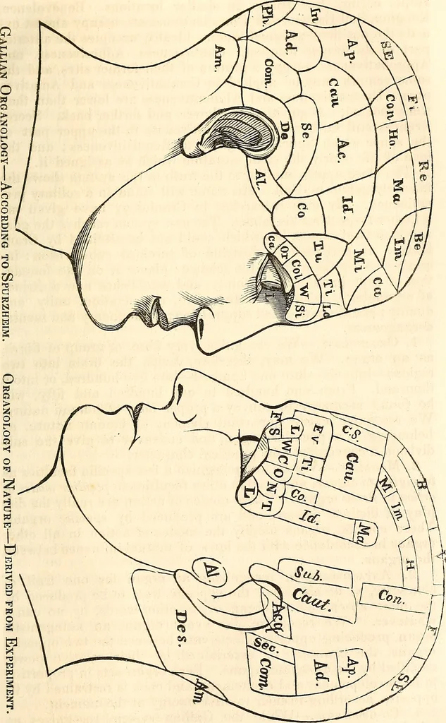 An illustration from Outlines of lectures on the neurological system of anthropology, as discovered, demonstrated and taught in 1841 and 1842, 1854, leaf 106