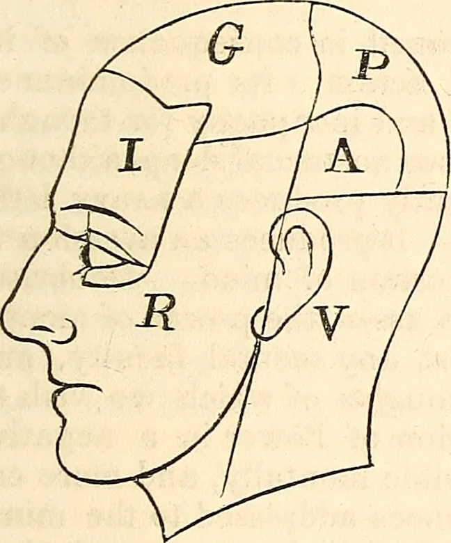An illustration from Outlines of lectures on the neurological system of anthropology, as discovered, demonstrated and taught in 1841 and 1842, 1854, leaf 114