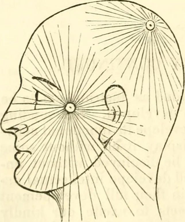An illustration from Outlines of lectures on the neurological system of anthropology, as discovered, demonstrated and taught in 1841 and 1842, 1854, leaf 117