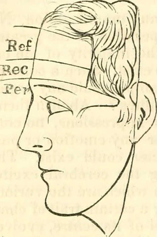 An illustration from Outlines of lectures on the neurological system of anthropology, as discovered, demonstrated and taught in 1841 and 1842, 1854, leaf 119