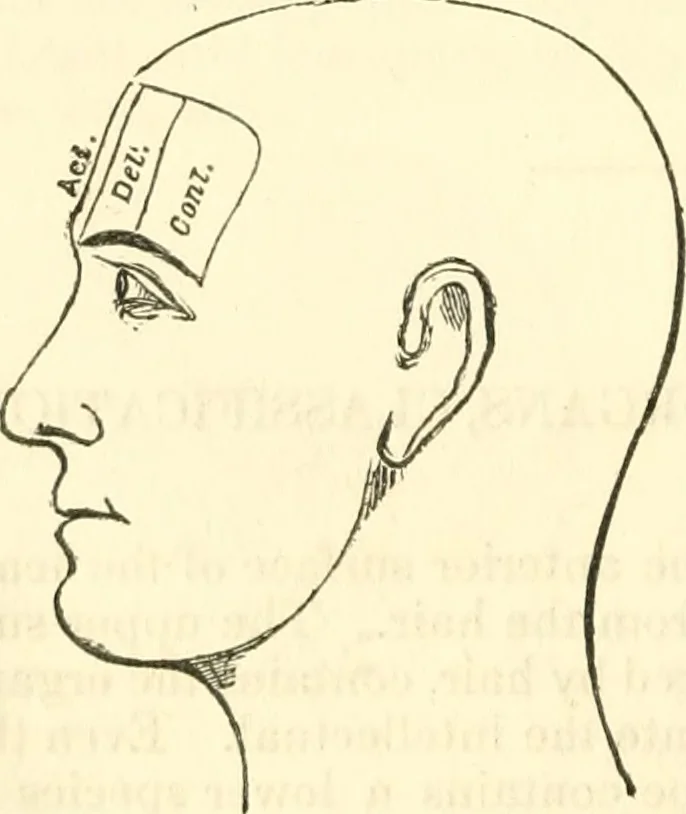 An illustration from Outlines of lectures on the neurological system of anthropology, as discovered, demonstrated and taught in 1841 and 1842, 1854, leaf 119