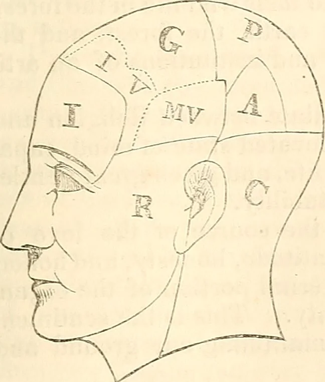An illustration from Outlines of lectures on the neurological system of anthropology, as discovered, demonstrated and taught in 1841 and 1842, 1854, leaf 156