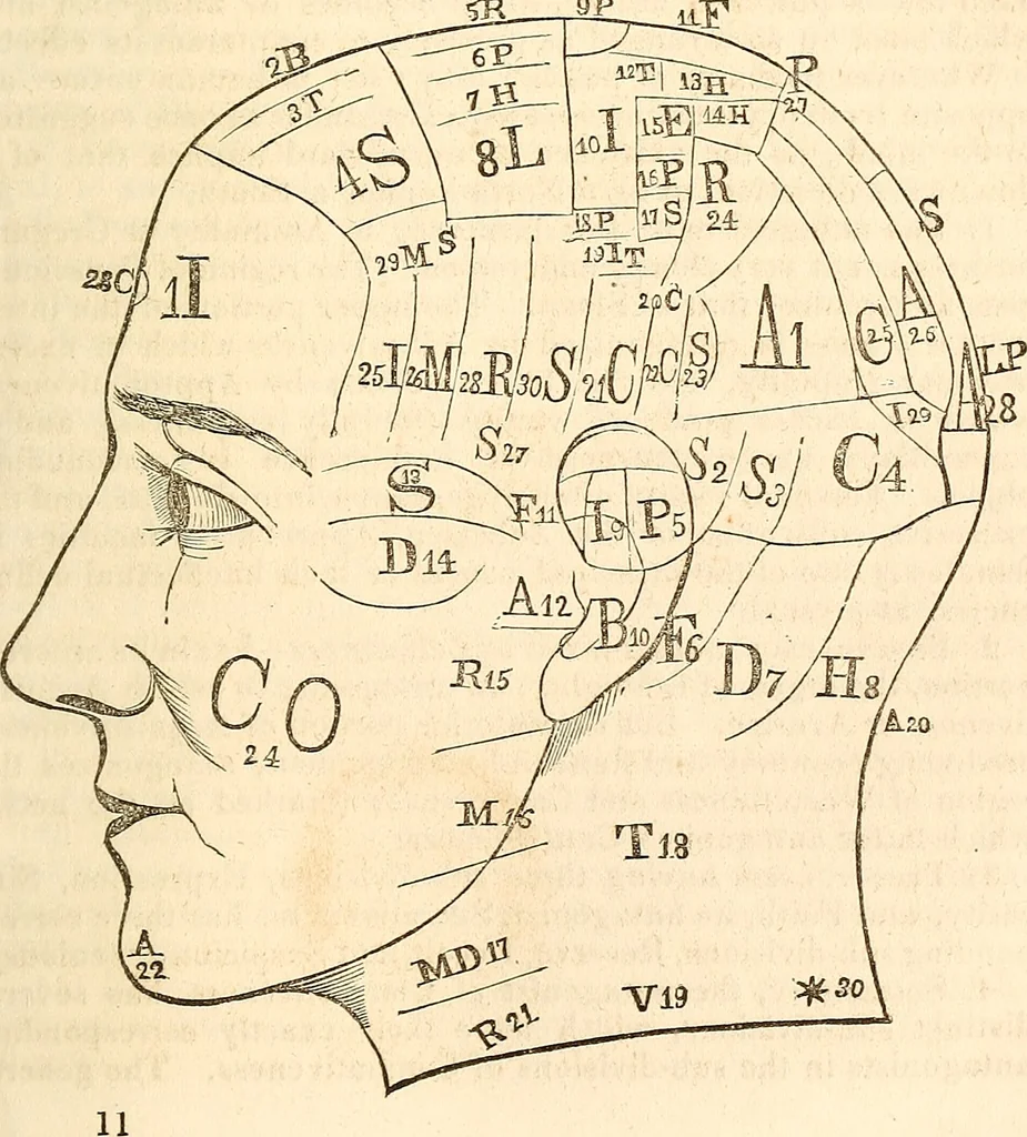 An illustration from Outlines of lectures on the neurological system of anthropology, as discovered, demonstrated and taught in 1841 and 1842, 1854, leaf 184