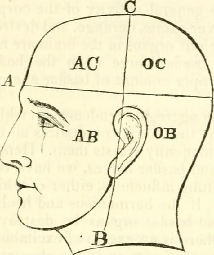 An illustration from Outlines of lectures on the neurological system of anthropology, as discovered, demonstrated and taught in 1841 and 1842, 1854, leaf 235