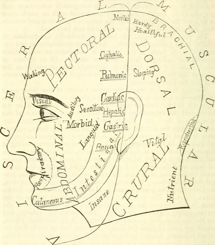 An illustration from Outlines of lectures on the neurological system of anthropology, as discovered, demonstrated and taught in 1841 and 1842, 1854, leaf 239