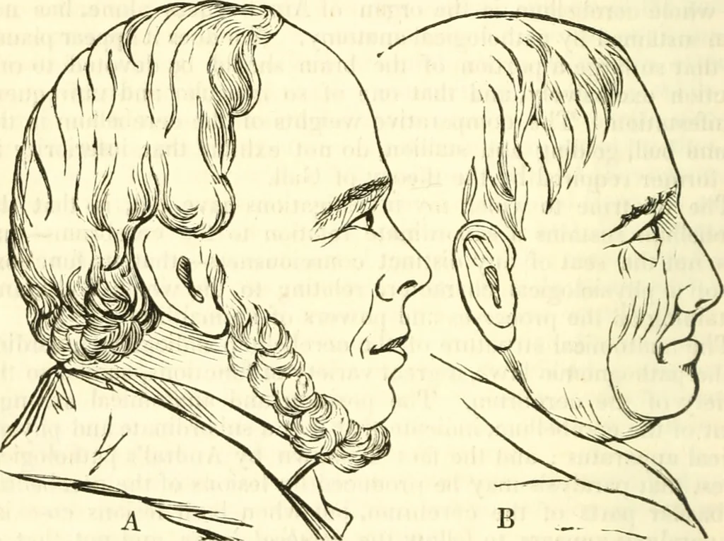 An illustration from Outlines of lectures on the neurological system of anthropology, as discovered, demonstrated and taught in 1841 and 1842, 1854, leaf 267