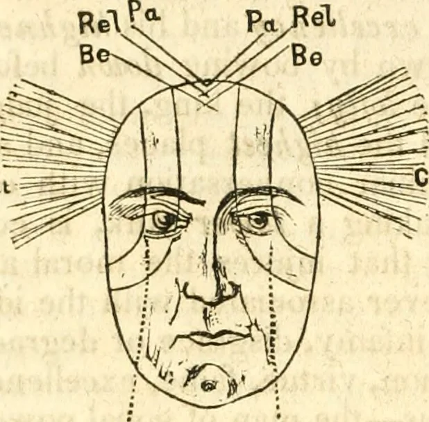 An illustration from Outlines of lectures on the neurological system of anthropology, as discovered, demonstrated and taught in 1841 and 1842, 1854, leaf 313