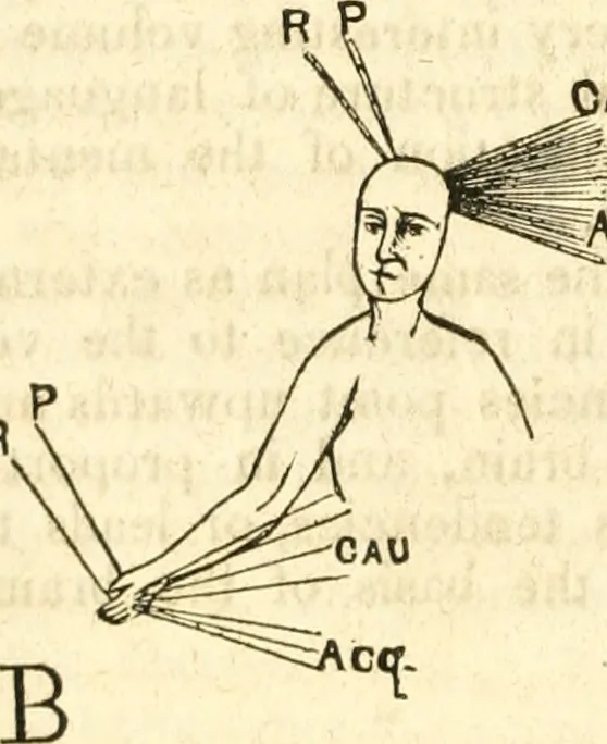 An illustration from Outlines of lectures on the neurological system of anthropology, as discovered, demonstrated and taught in 1841 and 1842, 1854, leaf 313