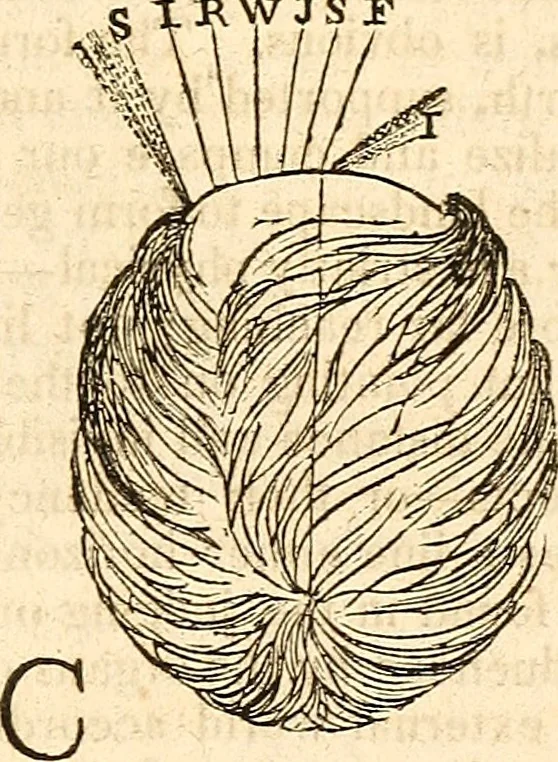 An illustration from Outlines of lectures on the neurological system of anthropology, as discovered, demonstrated and taught in 1841 and 1842, 1854, leaf 314