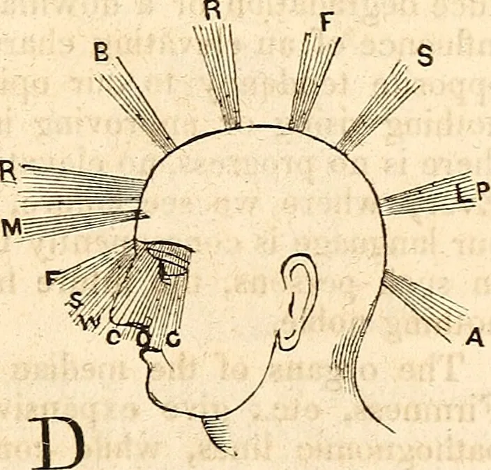 An illustration from Outlines of lectures on the neurological system of anthropology, as discovered, demonstrated and taught in 1841 and 1842, 1854, leaf 314