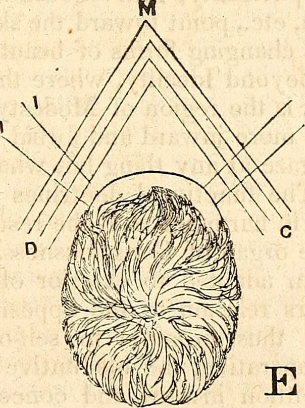 An illustration from Outlines of lectures on the neurological system of anthropology, as discovered, demonstrated and taught in 1841 and 1842, 1854, leaf 316