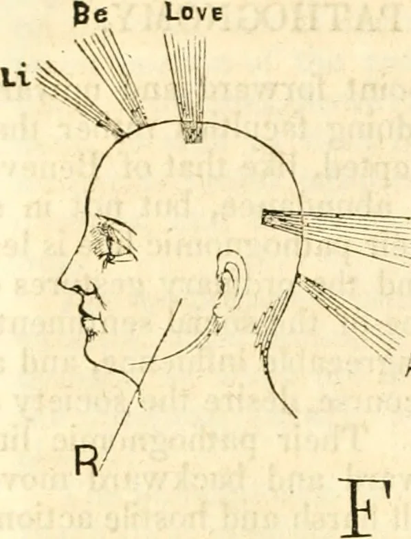 An illustration from Outlines of lectures on the neurological system of anthropology, as discovered, demonstrated and taught in 1841 and 1842, 1854, leaf 319