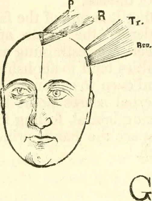An illustration from Outlines of lectures on the neurological system of anthropology, as discovered, demonstrated and taught in 1841 and 1842, 1854, leaf 335