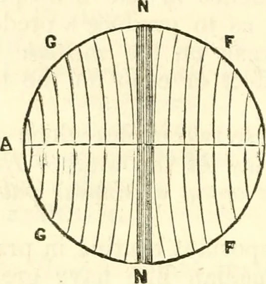 An illustration from Outlines of lectures on the neurological system of anthropology, as discovered, demonstrated and taught in 1841 and 1842, 1854, leaf 339