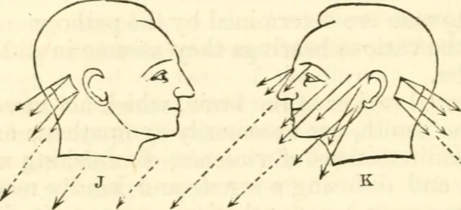 An illustration from Outlines of lectures on the neurological system of anthropology, as discovered, demonstrated and taught in 1841 and 1842, 1854, leaf 343
