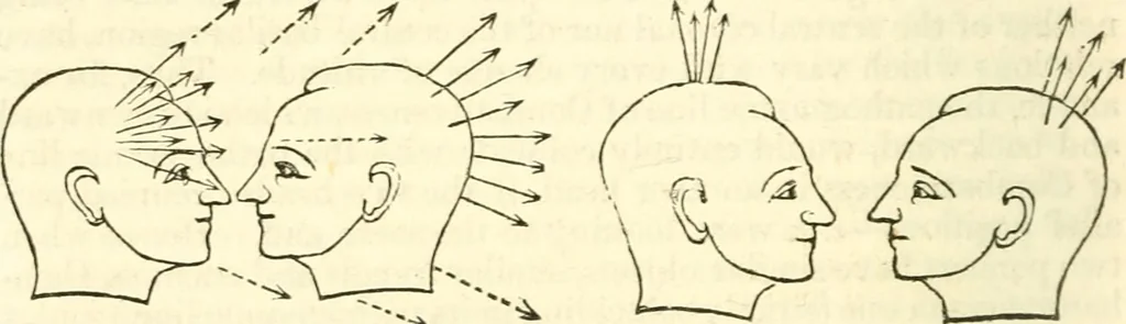 An illustration from Outlines of lectures on the neurological system of anthropology, as discovered, demonstrated and taught in 1841 and 1842, 1854, leaf 343