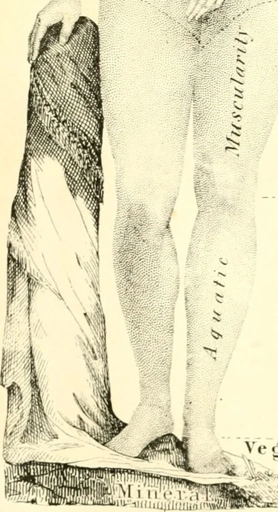 An illustration from Outlines of lectures on the neurological system of anthropology, as discovered, demonstrated and taught in 1841 and 1842, 1854, leaf 383