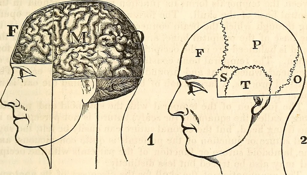 An illustration from Outlines of lectures on the neurological system of anthropology, as discovered, demonstrated and taught in 1841 and 1842, 1854, leaf 80