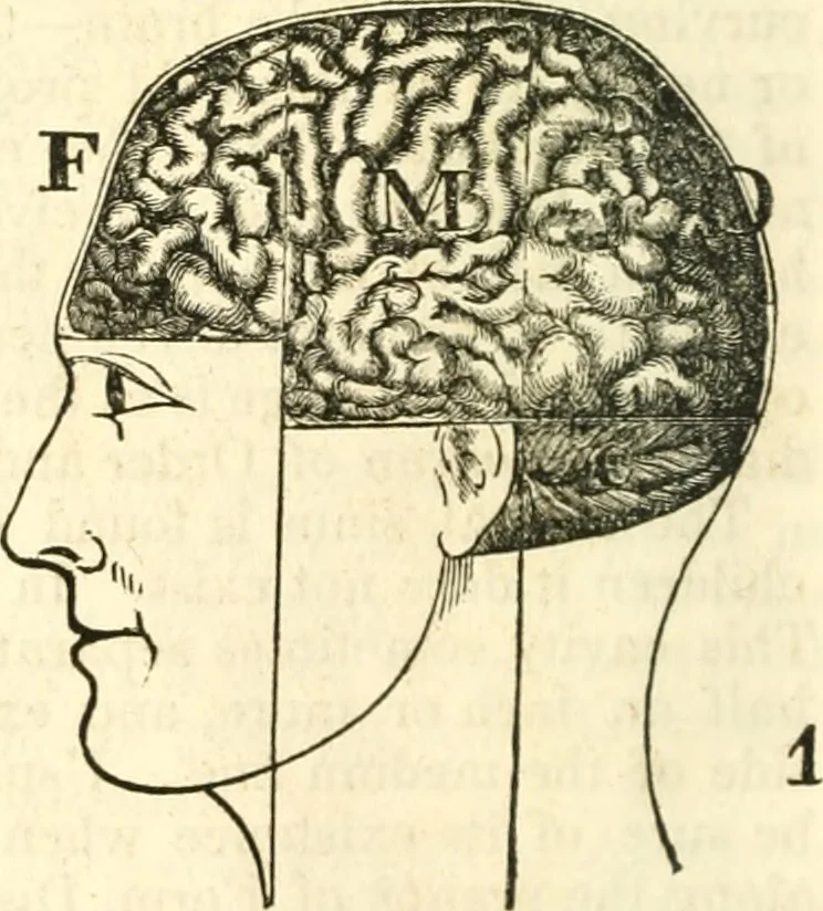 An illustration from Outlines of lectures on the neurological system of anthropology, as discovered, demonstrated and taught in 1841 and 1842, 1854, leaf 83