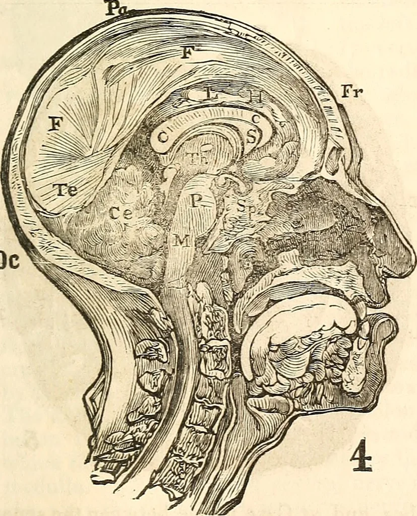 An illustration from Outlines of lectures on the neurological system of anthropology, as discovered, demonstrated and taught in 1841 and 1842, 1854, leaf 84