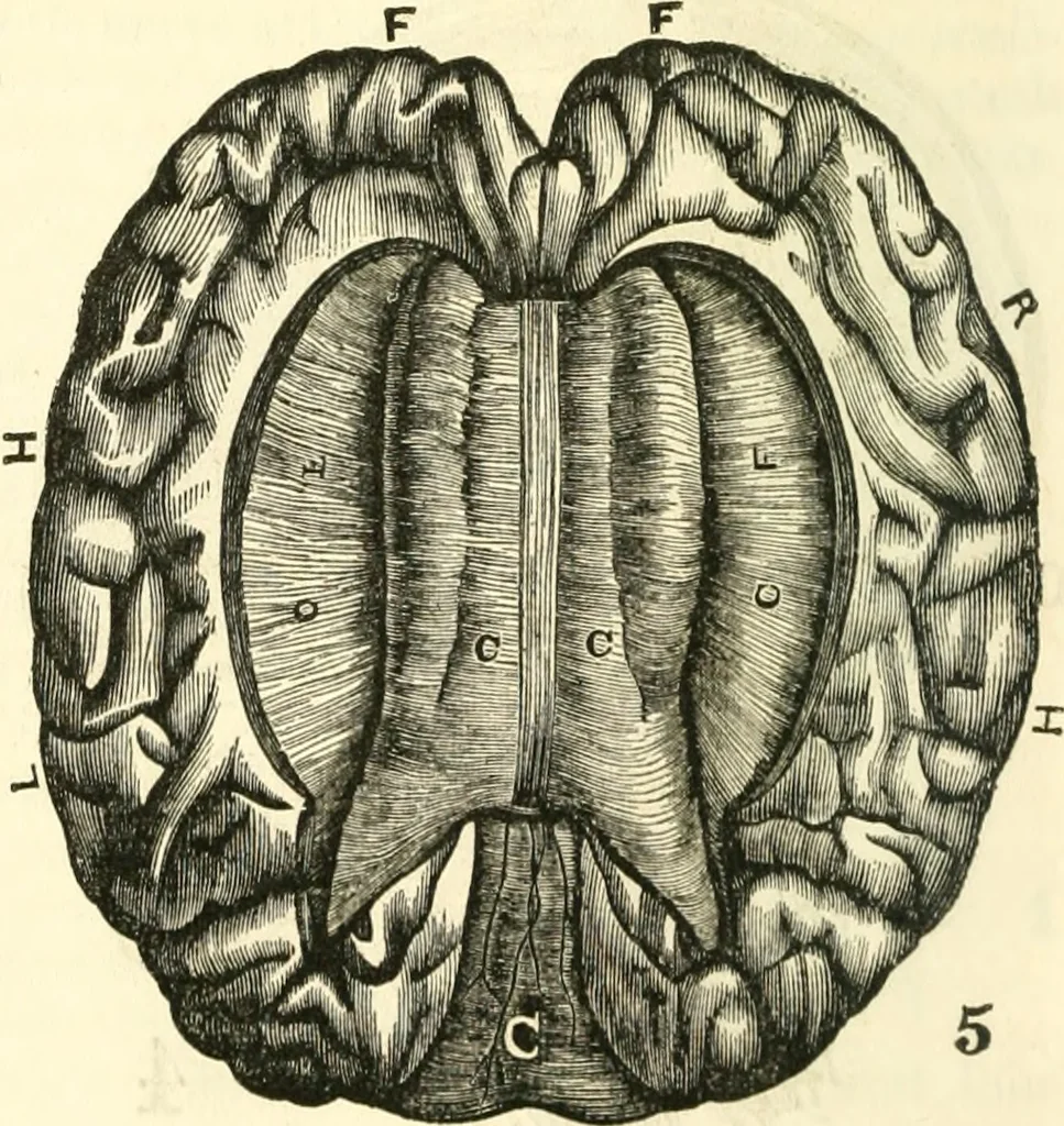 An illustration from Outlines of lectures on the neurological system of anthropology, as discovered, demonstrated and taught in 1841 and 1842, 1854, leaf 85