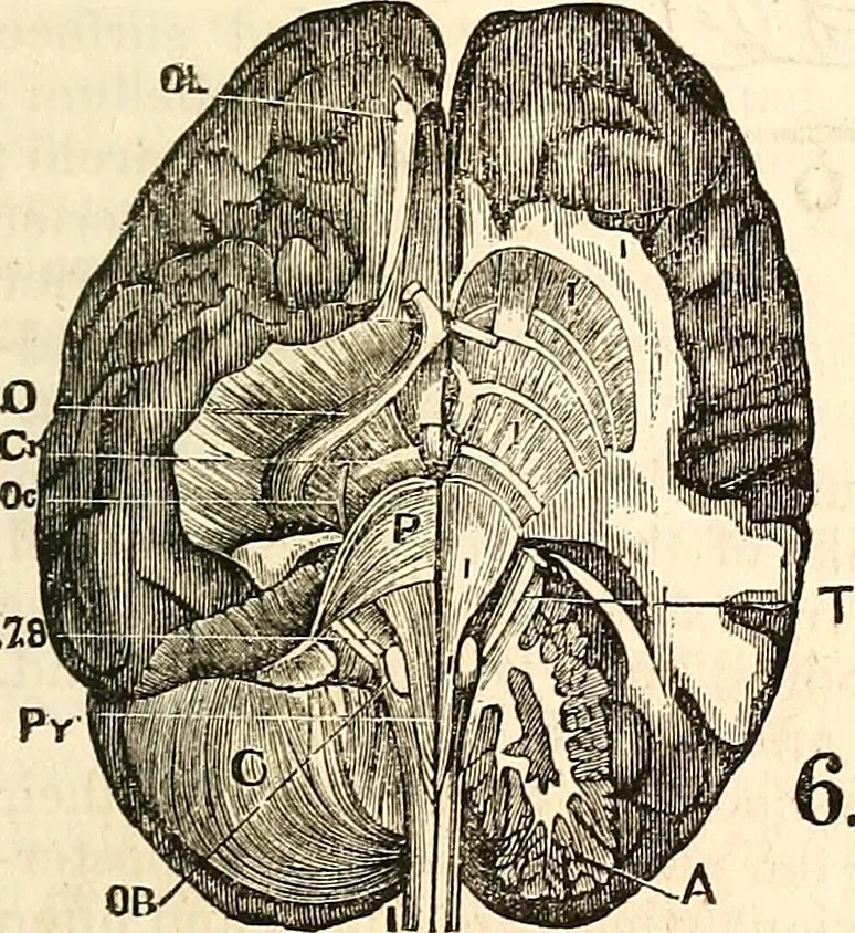 An illustration from Outlines of lectures on the neurological system of anthropology, as discovered, demonstrated and taught in 1841 and 1842, 1854, leaf 86