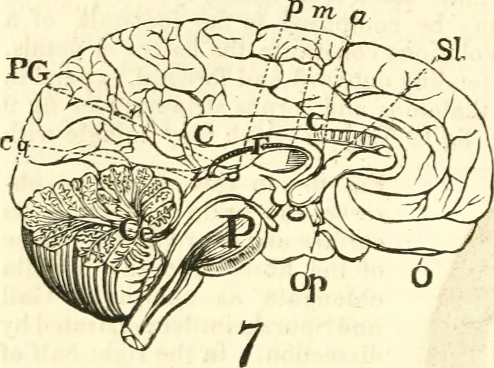 An illustration from Outlines of lectures on the neurological system of anthropology, as discovered, demonstrated and taught in 1841 and 1842, 1854, leaf 87