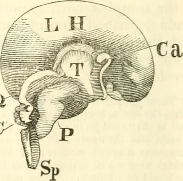 An illustration from Outlines of lectures on the neurological system of anthropology, as discovered, demonstrated and taught in 1841 and 1842, 1854, leaf 89