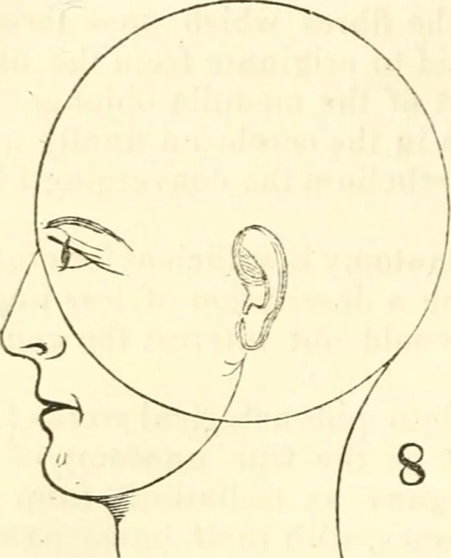 An illustration from Outlines of lectures on the neurological system of anthropology, as discovered, demonstrated and taught in 1841 and 1842, 1854, leaf 89