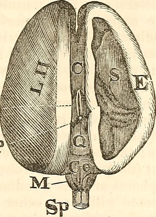An illustration from Outlines of lectures on the neurological system of anthropology, as discovered, demonstrated and taught in 1841 and 1842, 1854, leaf 90