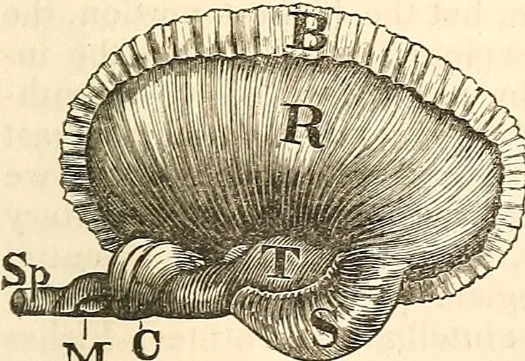 An illustration from Outlines of lectures on the neurological system of anthropology, as discovered, demonstrated and taught in 1841 and 1842, 1854, leaf 90