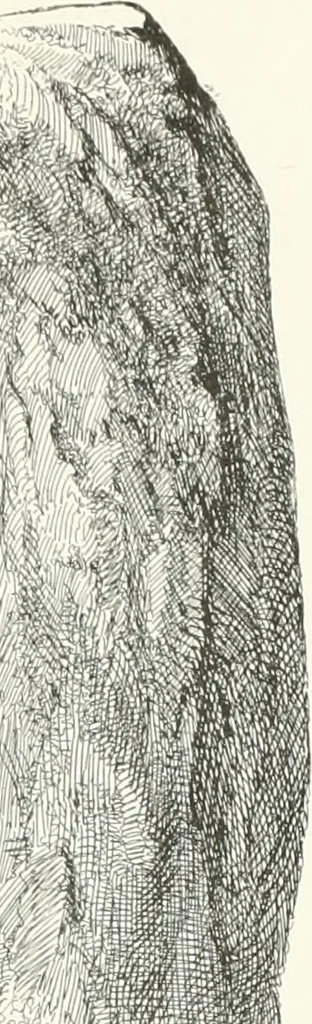An illustration from De danske runemindesmaerker, forklarede, 1864, leaf 102