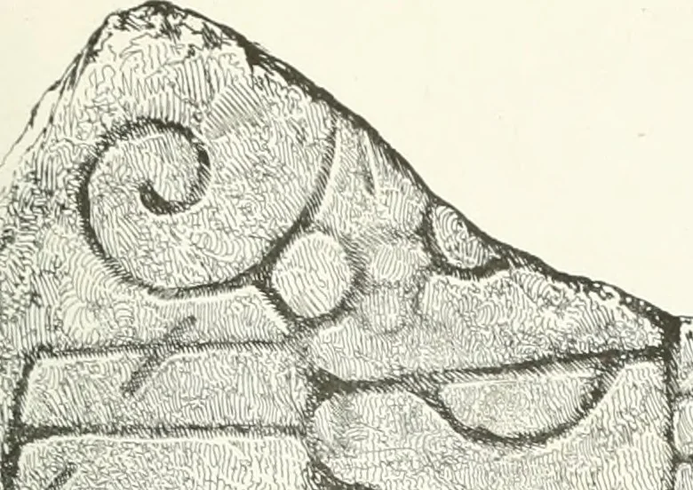 An illustration from De danske runemindesmaerker, forklarede, 1864, leaf 134