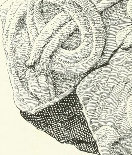 An illustration from De danske runemindesmaerker, forklarede, 1864, leaf 45