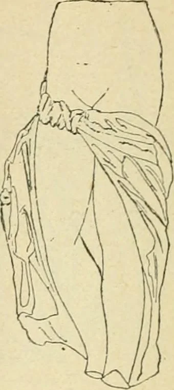 An illustration from Répertoire de la statuaire grecque et romaine, 1908, leaf 379