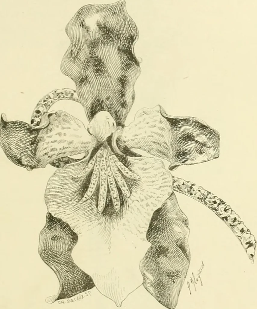 An illustration from Gazette des beaux-arts, 1859, leaf 486