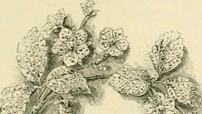 An illustration from Gazette des beaux-arts, 1859, leaf 490