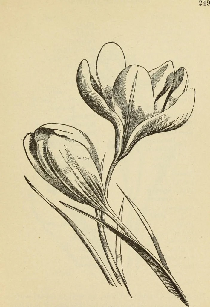 An illustration from The painters' encyclopædia. Containing definitions of all important words in the art of plain and artistic painting, with details of practice in coach, carriage, railway car, house, sign and ornamental painting, including graining, marbling ... and valuable hints and helps in scene painting, porcelain painting, plain painting, distemper painting, and all work in which a brush, pencil or palette is used, 1887, leaf 256