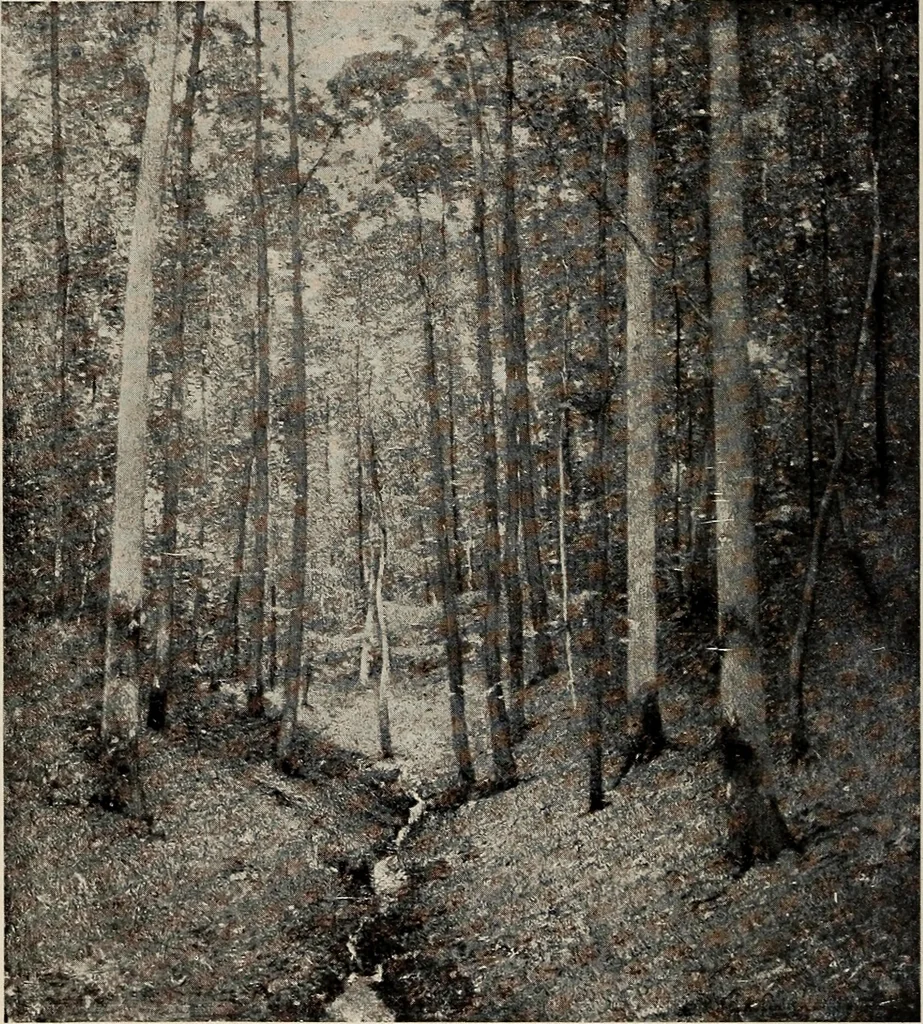 An illustration from Paintings by American artists : colonial portraits, 1914, leaf 25