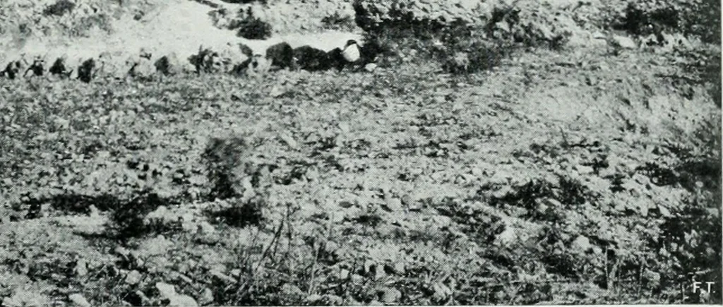 An illustration from The palaces of Crete and their builders, 1907, leaf 112