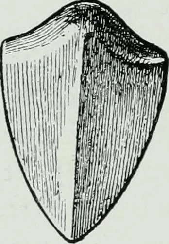 An illustration from The palaces of Crete and their builders, 1907, leaf 257