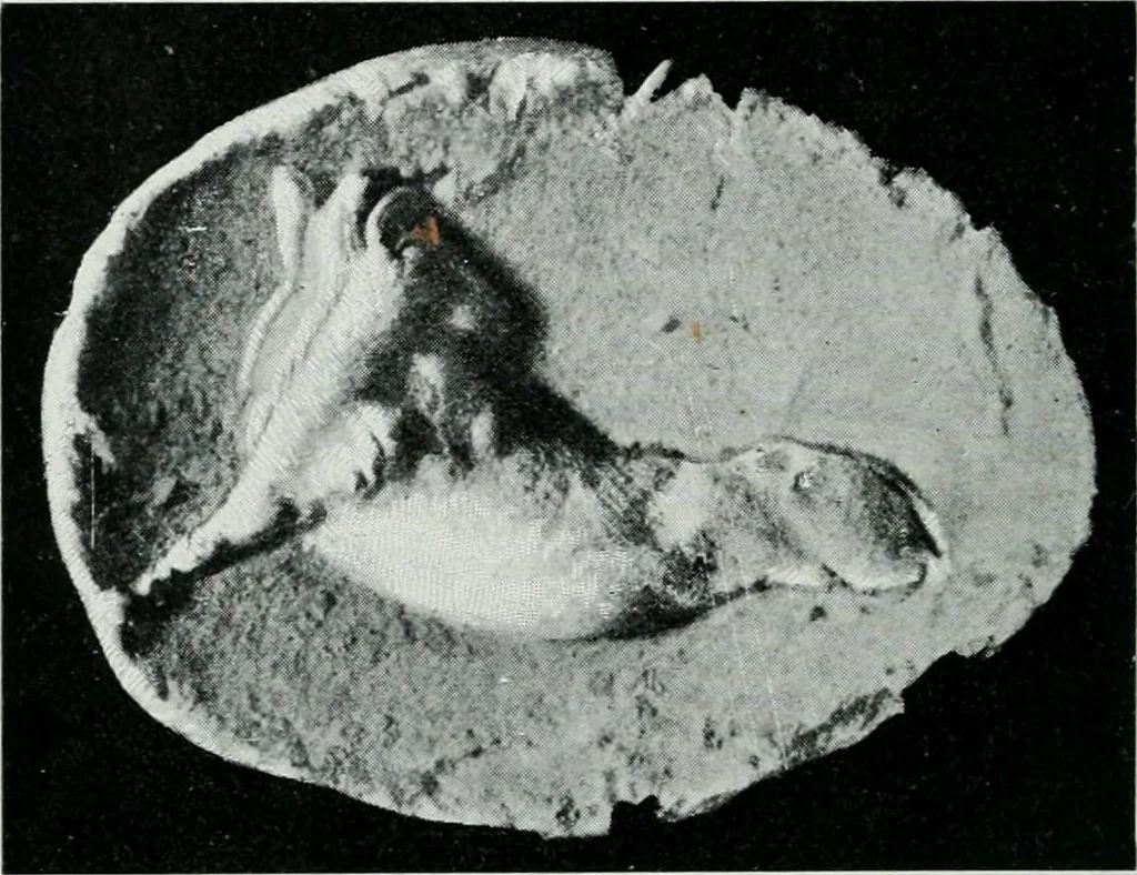 An illustration from The palaces of Crete and their builders, 1907, leaf 267