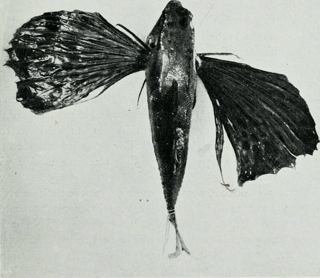 An illustration from The palaces of Crete and their builders, 1907, leaf 268