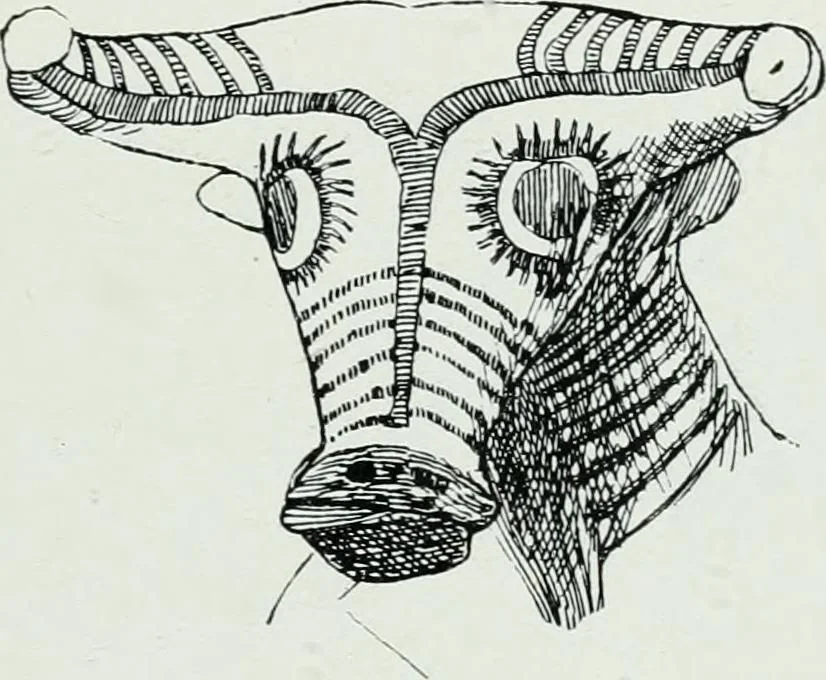 An illustration from The palaces of Crete and their builders, 1907, leaf 276