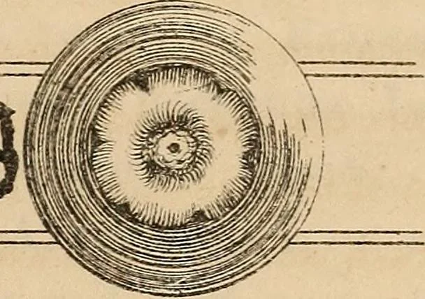 An illustration from Pami︠a︡tniki t︠s︡erkovnykh drevnosteĭ, 1857, leaf 116
