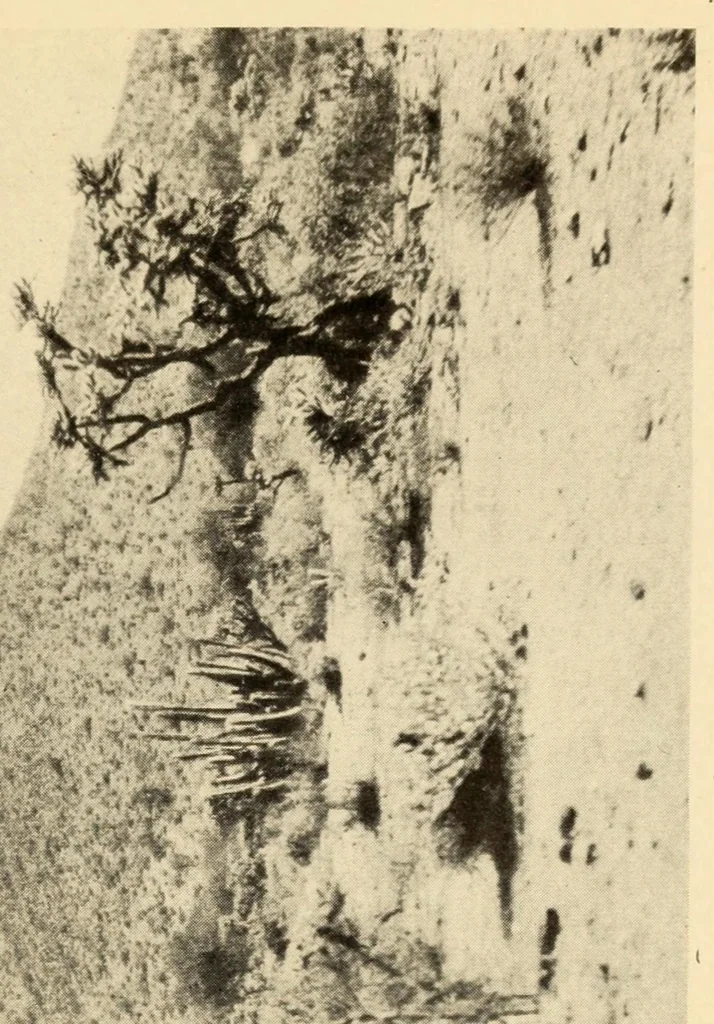 An illustration from The Papago ceremony of víkita, 1920, leaf 13