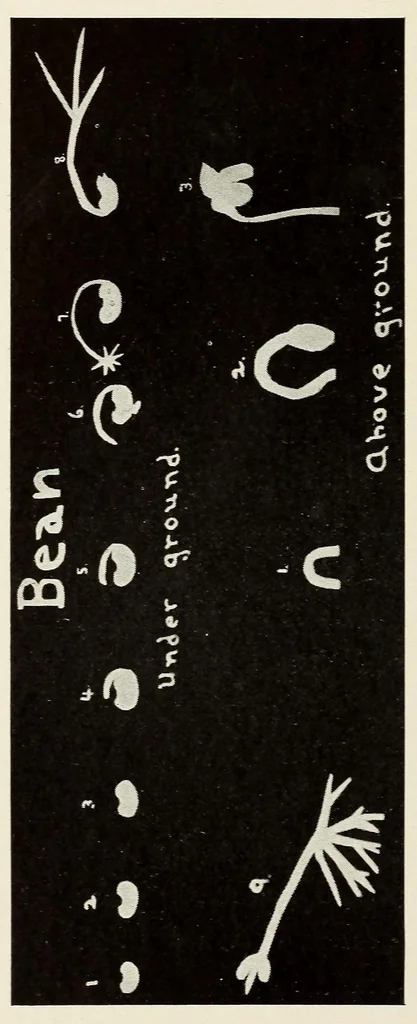 An illustration from Paper cutting correlated with the common school branches, 1922, leaf 86